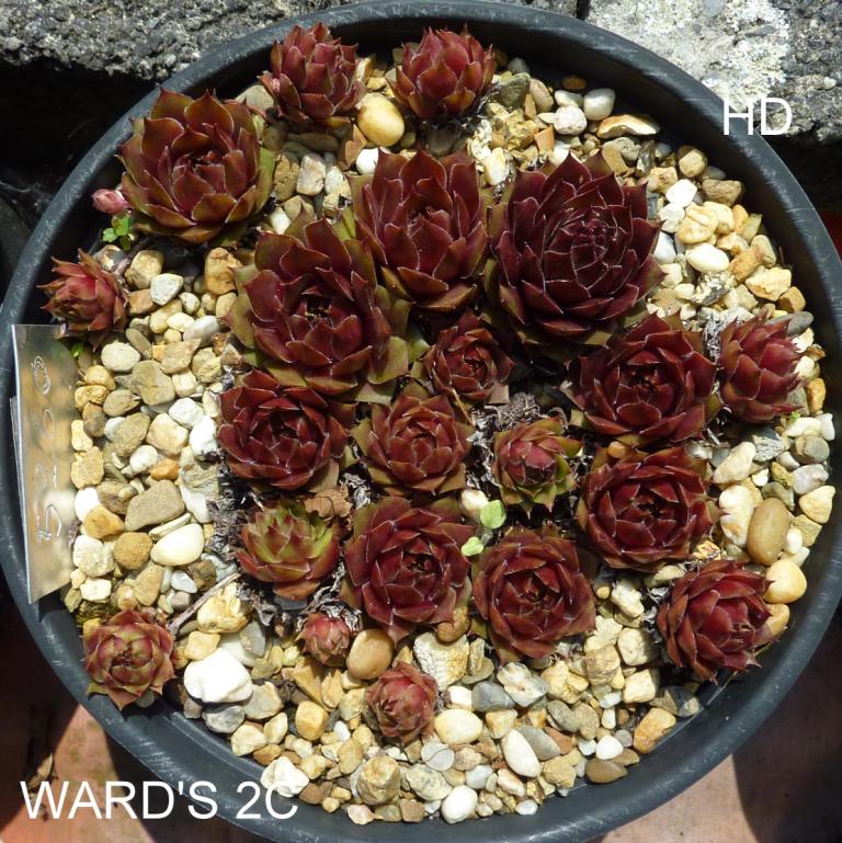 Ward's No. 2 C