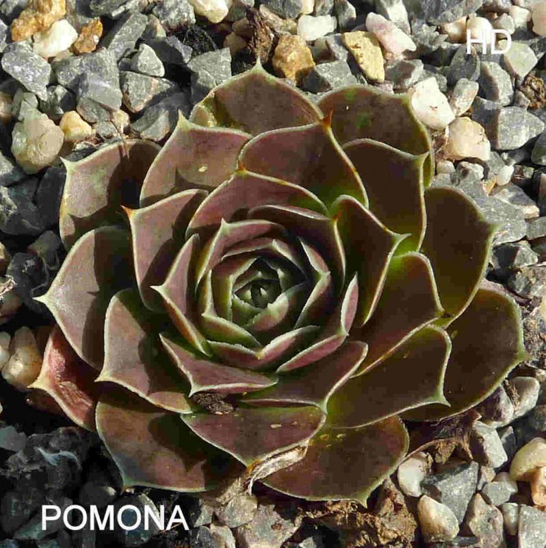 Pomona / Jovi