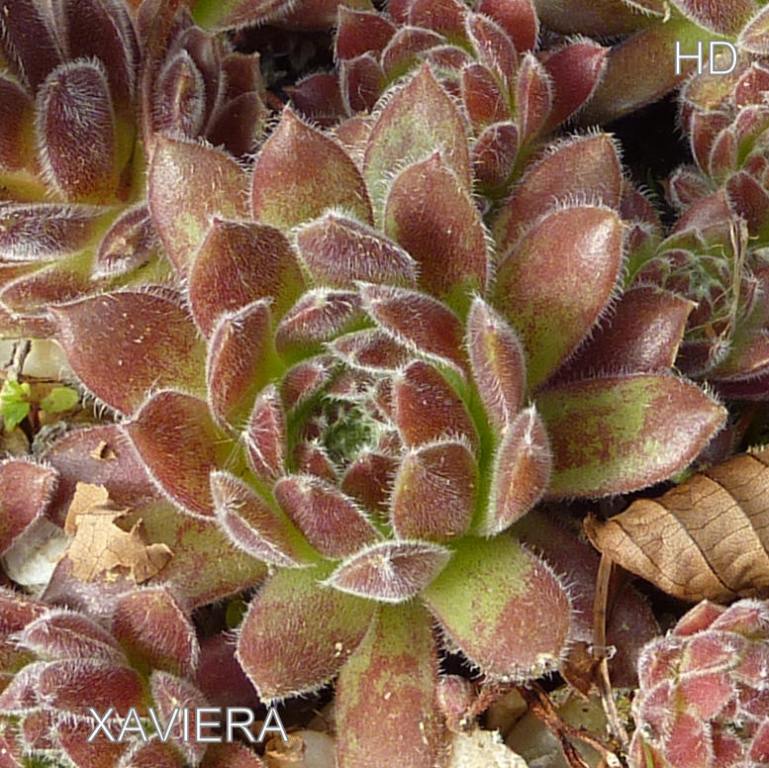 Xaviera