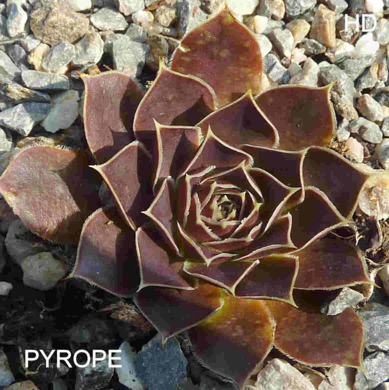 Pyrope / Jovi