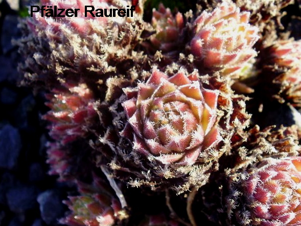 Pfälzer Raureif