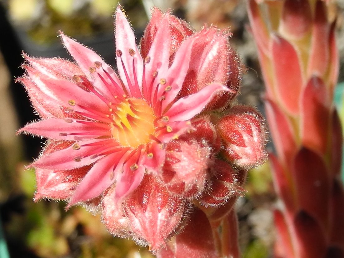 arachnoideum ssp. tomentosum (laggeri) 