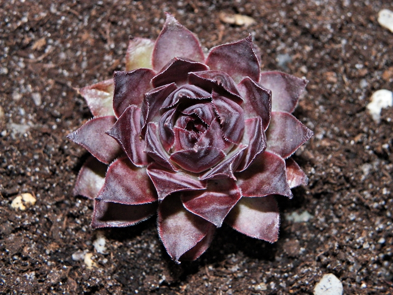 Xaveria