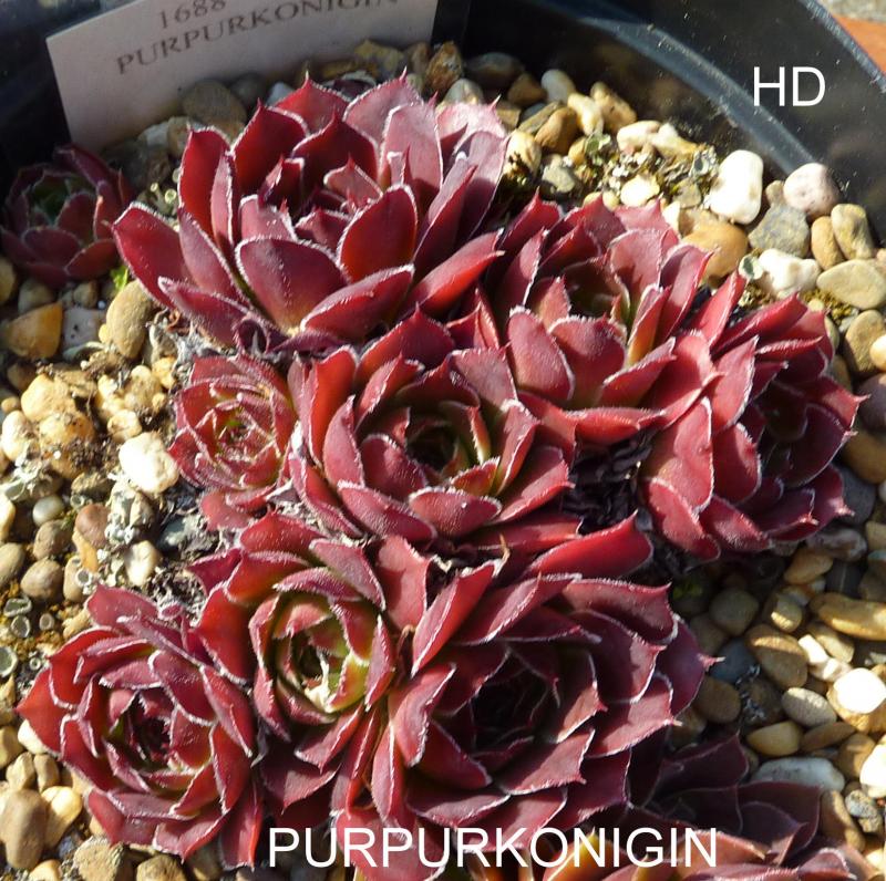 Purpurkonigin / Jovi