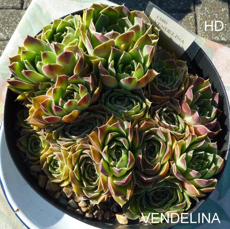 Vendelina / Jovi