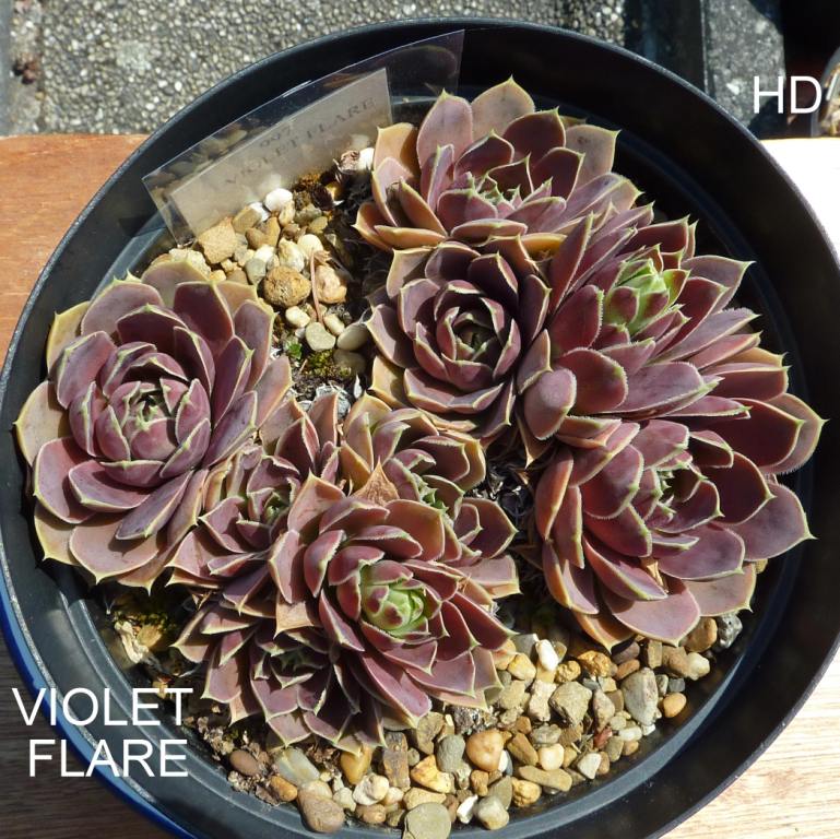 Violet Flare / Jovi