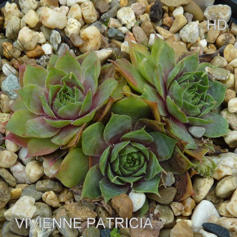 Vivienne Patricia