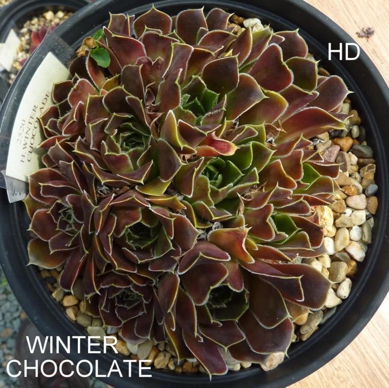 Winter Chocolate / Jovi