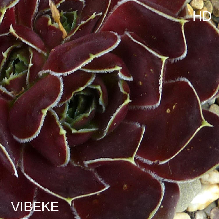 Vibeke / Jovi