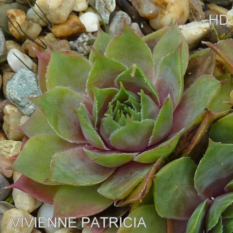 Vivienne Patricia