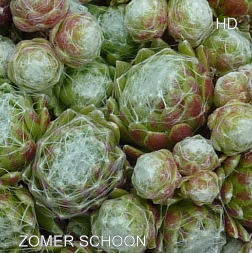 Zomer Schoon