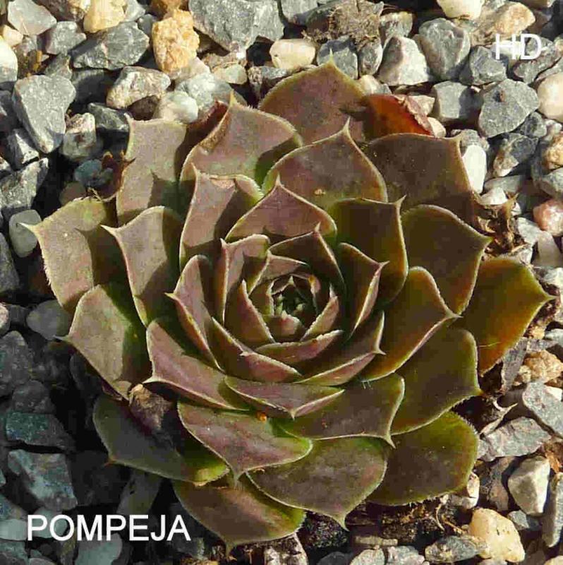 Pompeja / Jovi