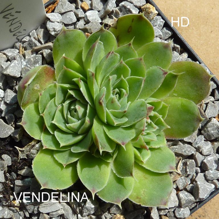Vendelina / Jovi