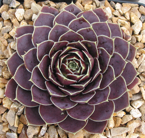 Violet Flare / Jovi