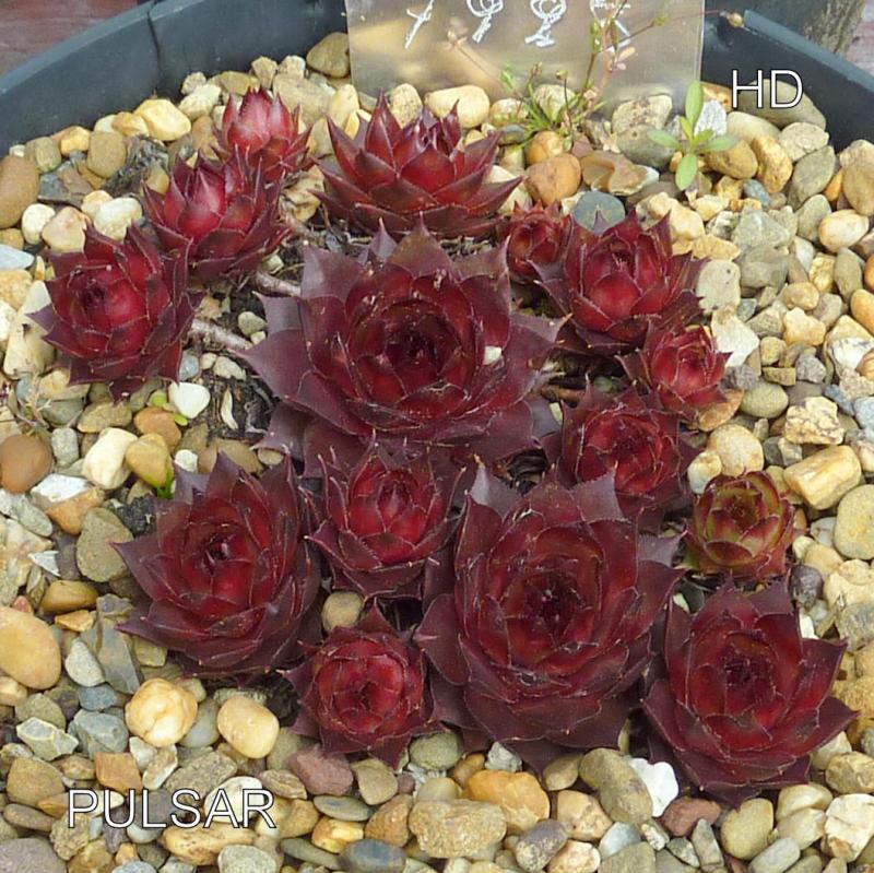 Pulsar
