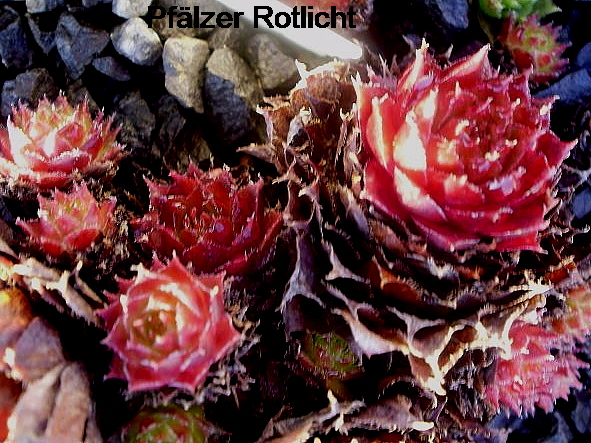 Pfälzer Rotlicht