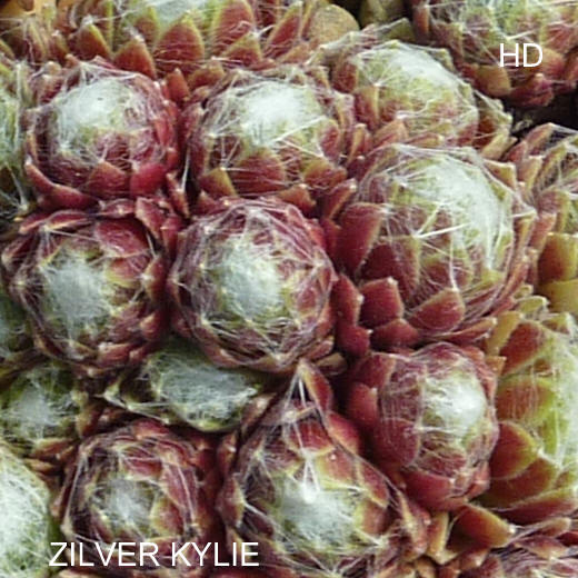 Zilver Kylie