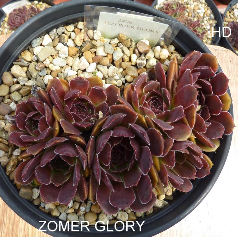 Zomer Glory / Jovi