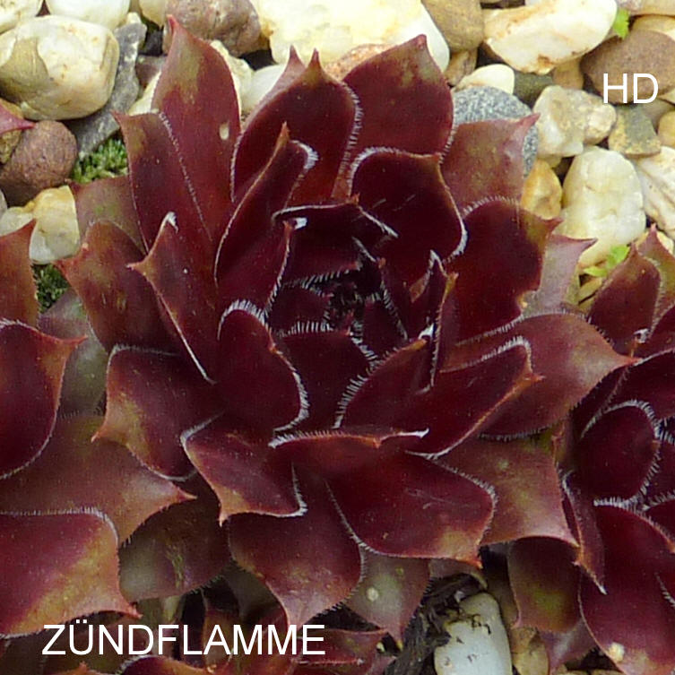 Zündflamme