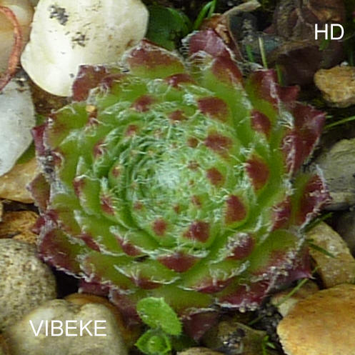 Vibeke