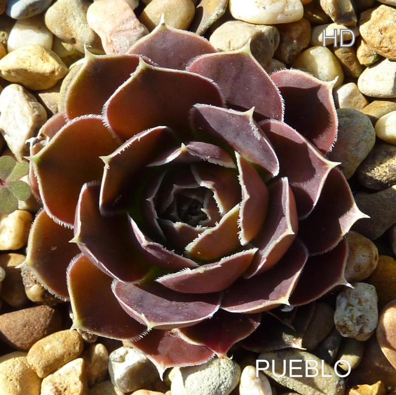 Pueblo / Jovi