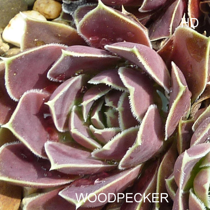 Woodpecker / Jovi