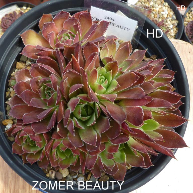Zomer Beauty / Jovi