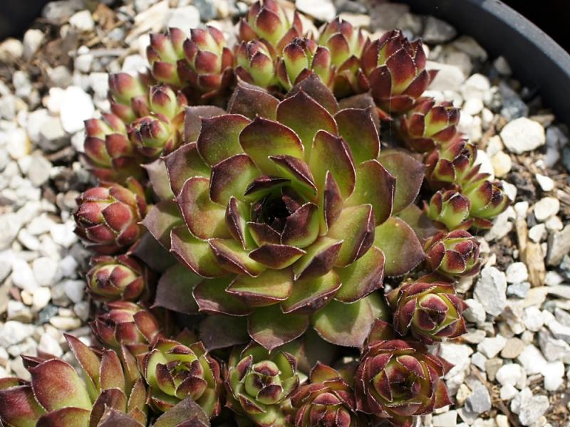 Pomposa