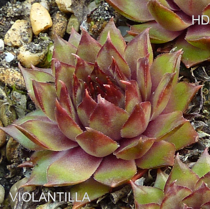 Violantilla