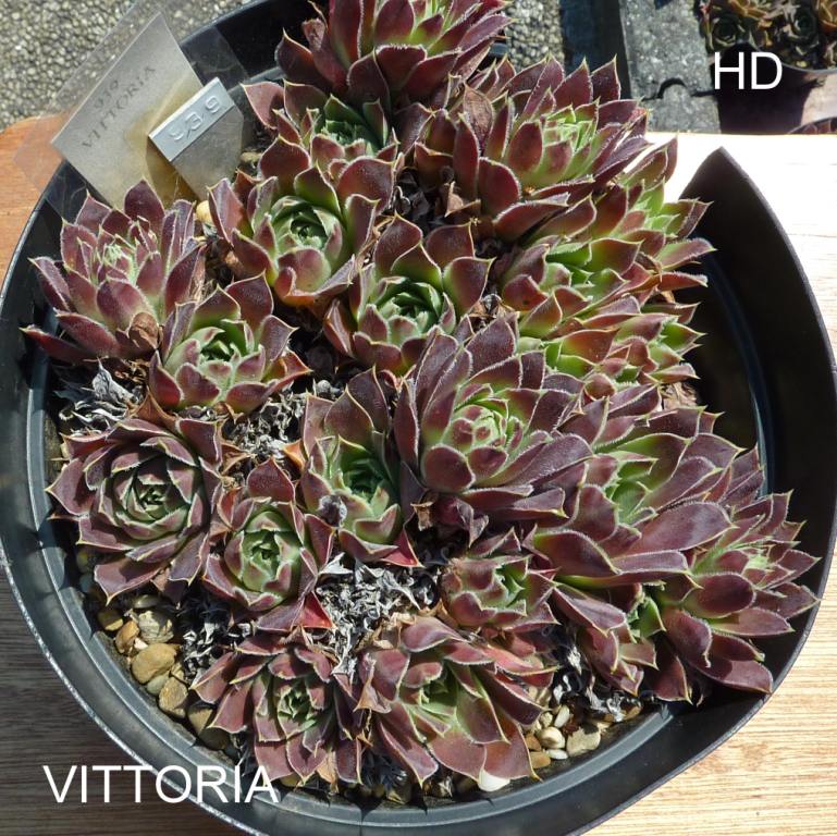 Vittoria / Jovi