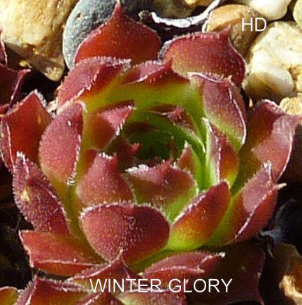 Winter Glory / Jovi