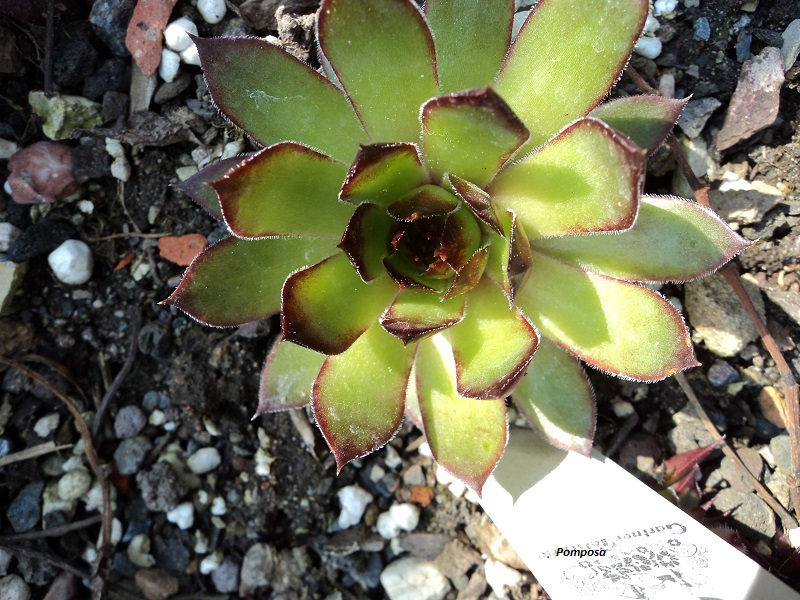 Pomposa