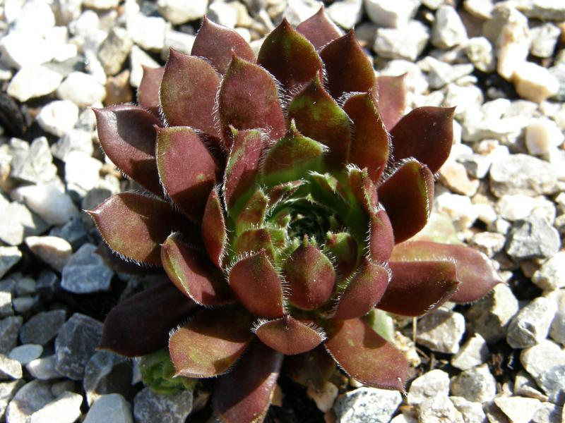 Perle d'Amour