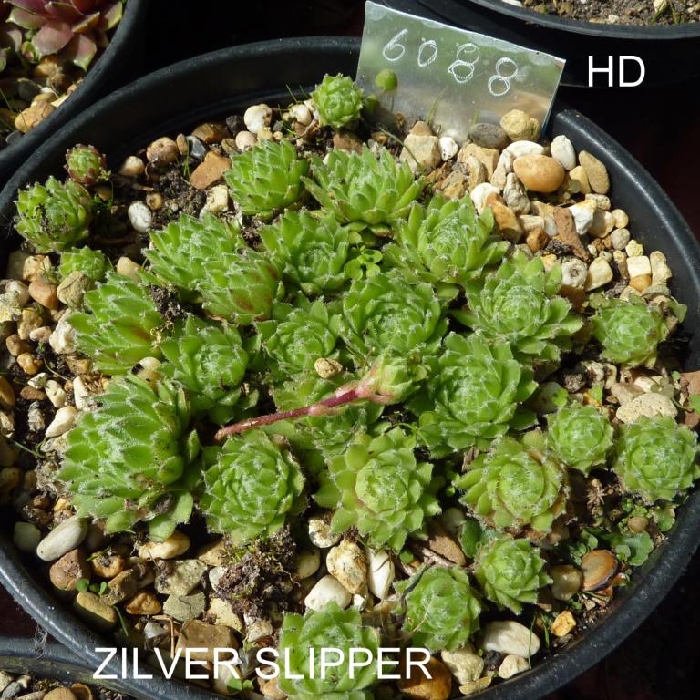 Zilver Slipper