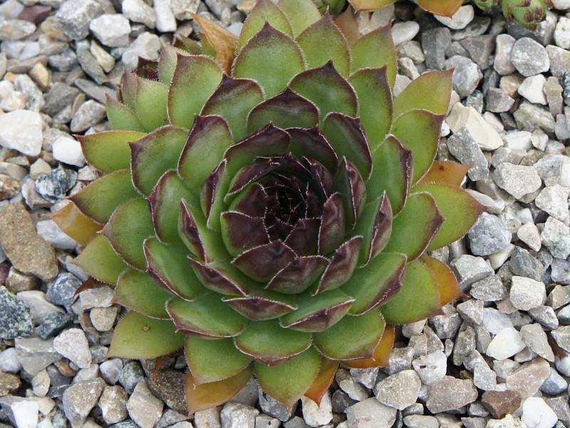 Pomposa