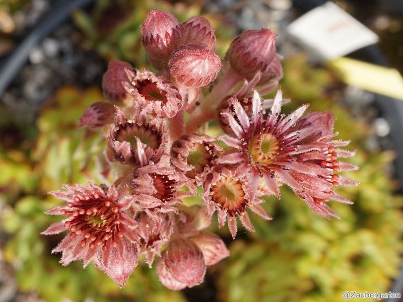 Pomposa