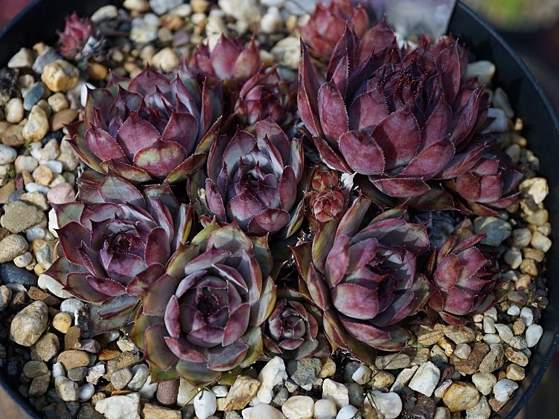 Purple Violet