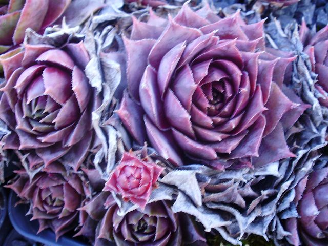 Violaceum