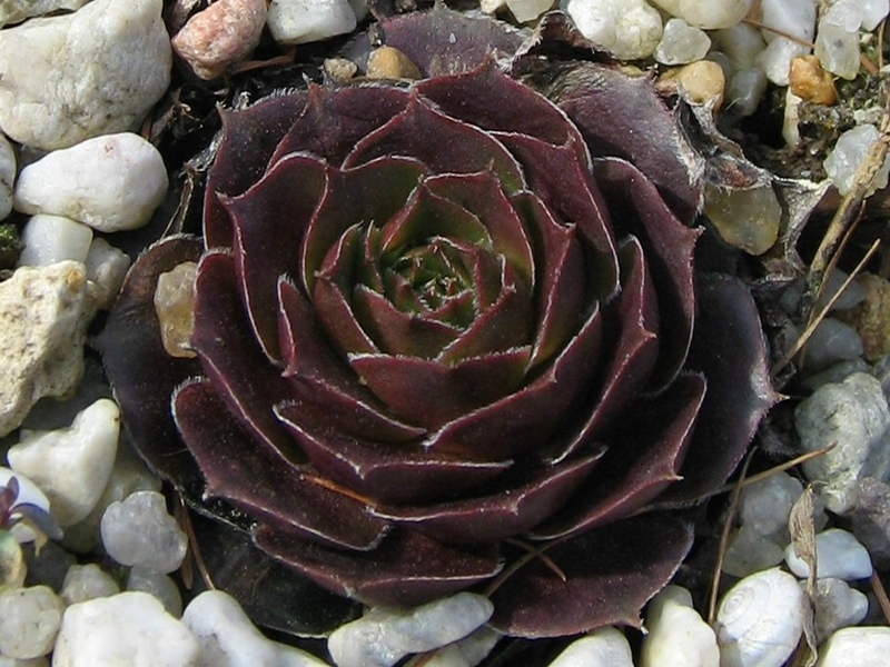 Viti