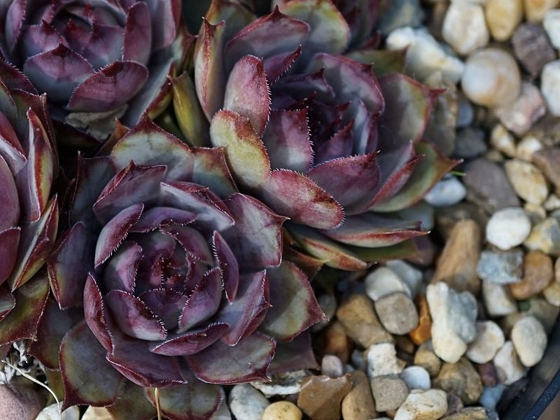 Purple Violet