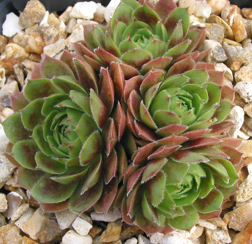 Zenocrate