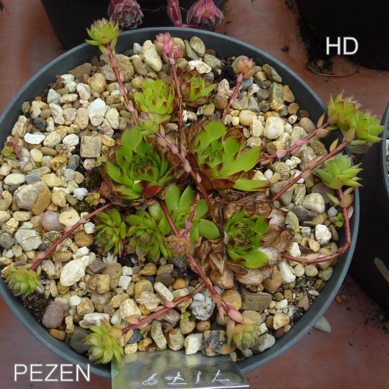 Pezen