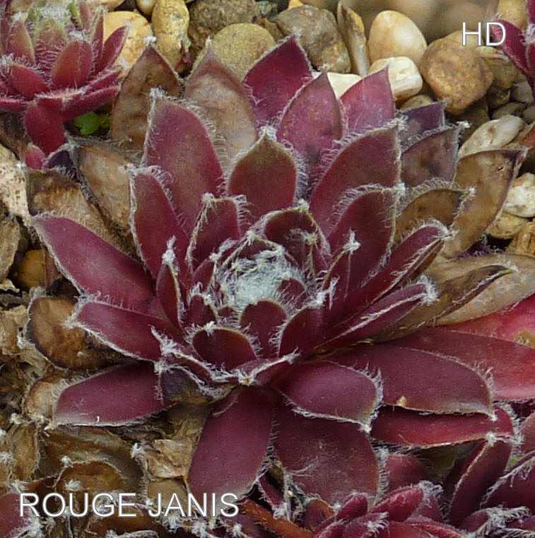 Rouge Janis