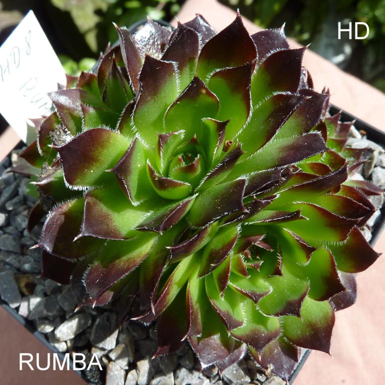 Rumba / Jovi