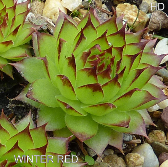 Winter Red