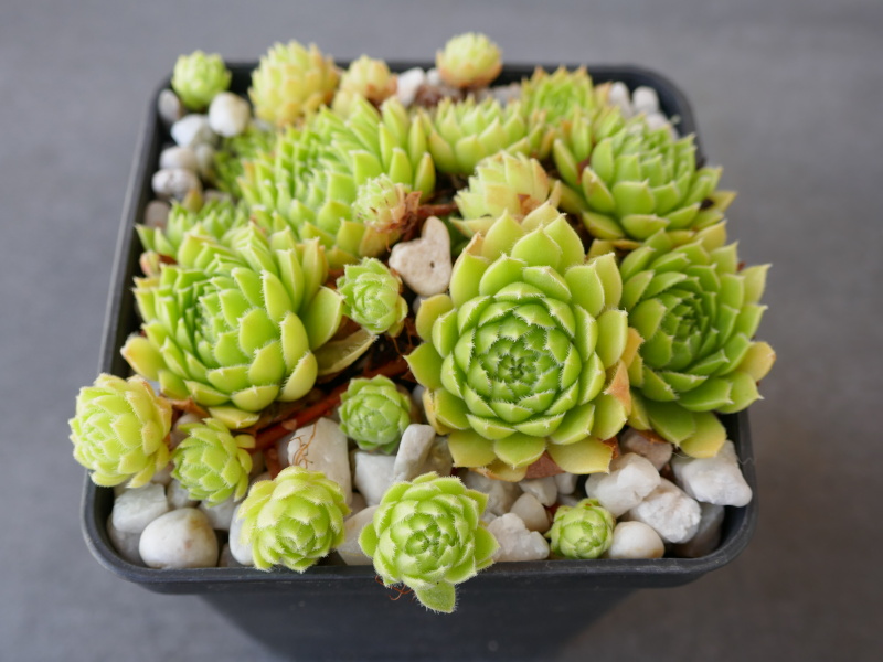 Wasbash