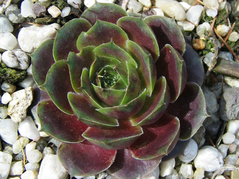 Viti