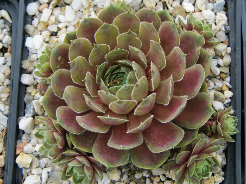 Viti