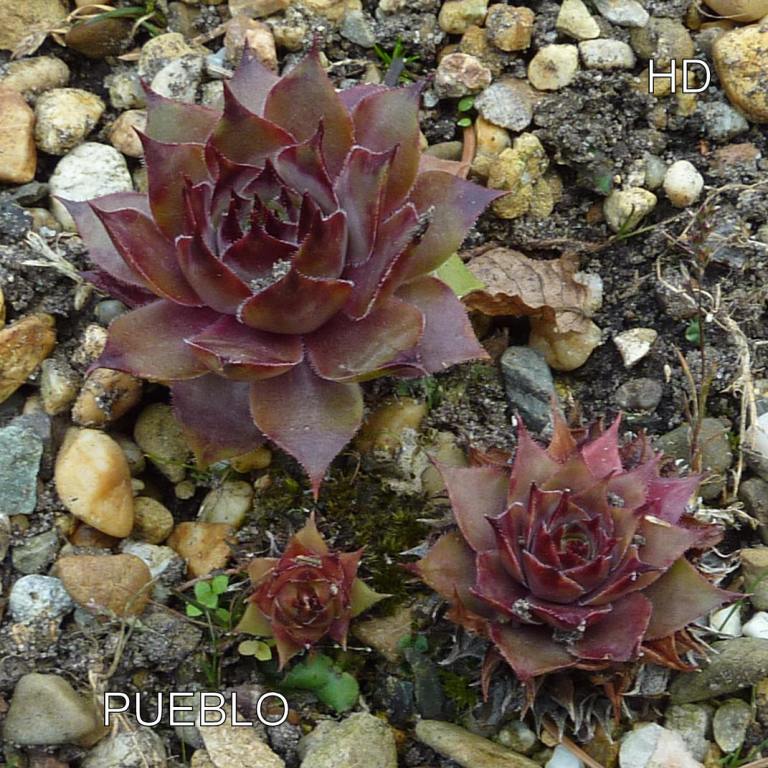 Pueblo