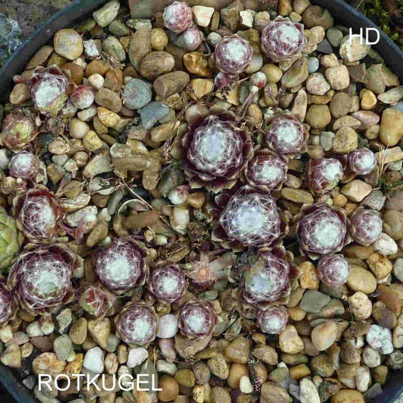 Rotkugel